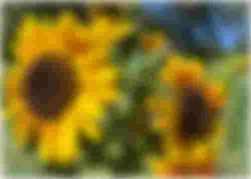 Paint and Cider: Sunflowers